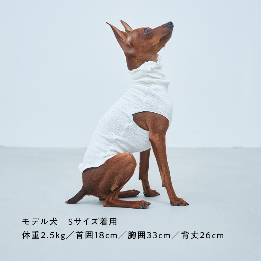 ミニピン向けのインナー